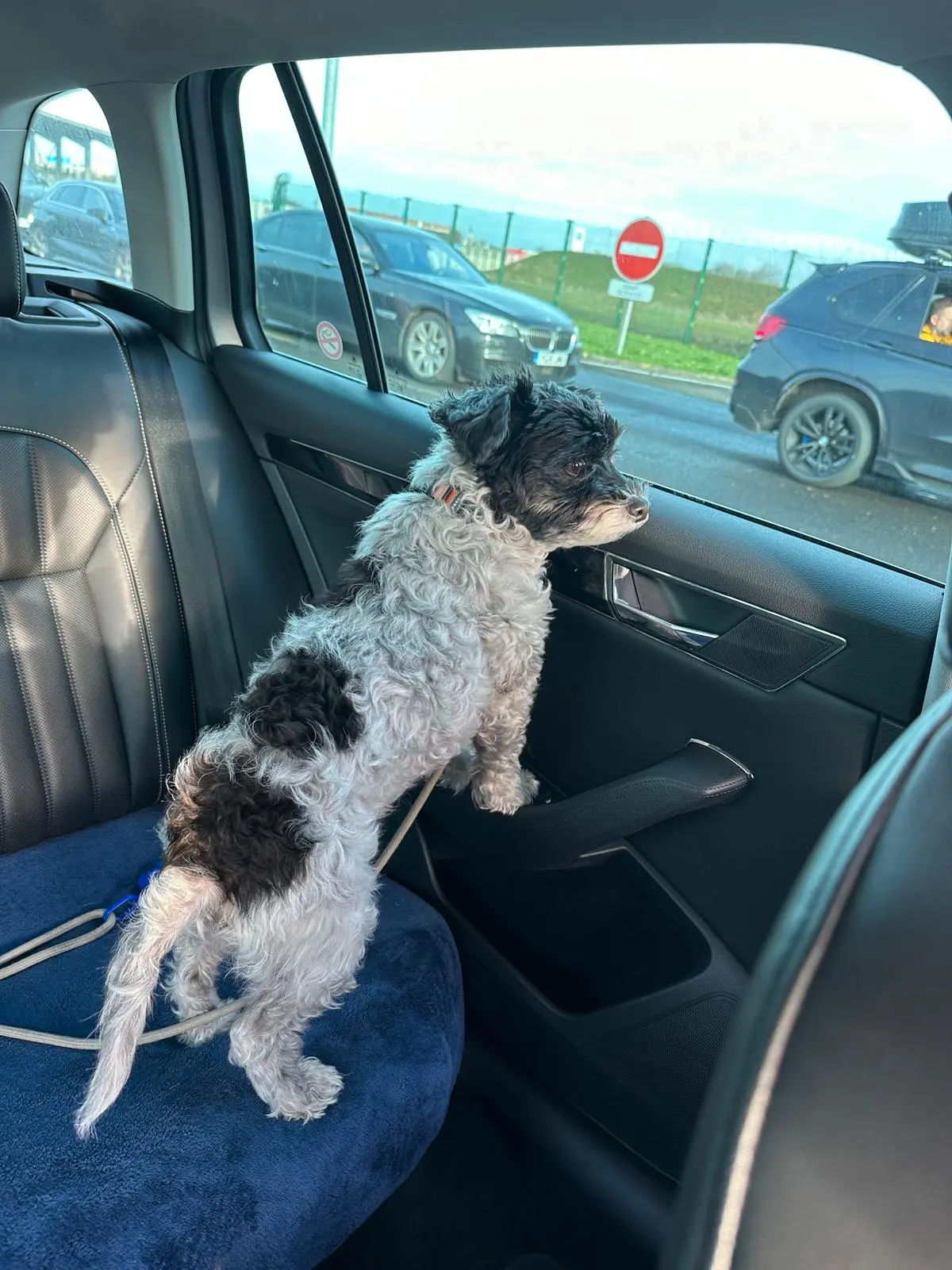 Amsterdam to London Pet TAXI