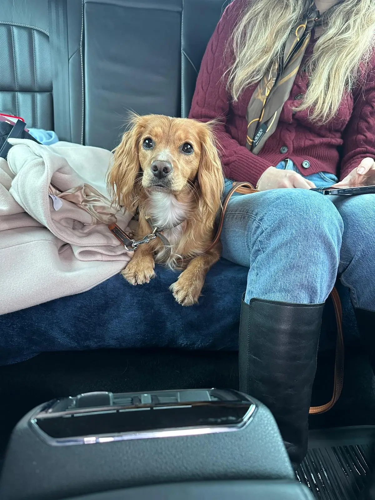 Pet Taxi Amsterdam to London