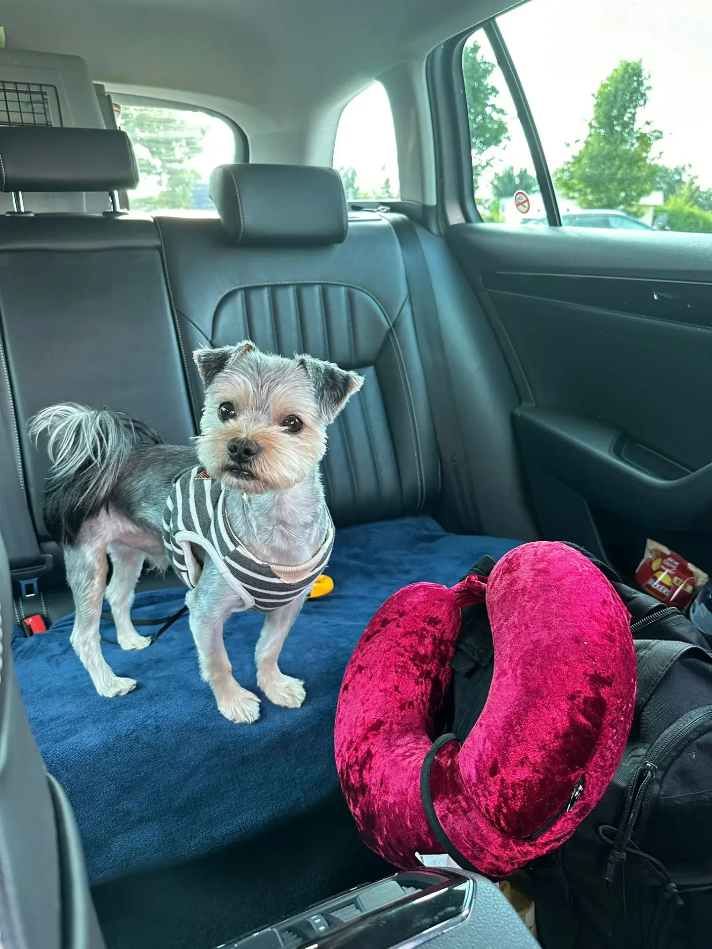 Pet Taxi Amsterdam to UK