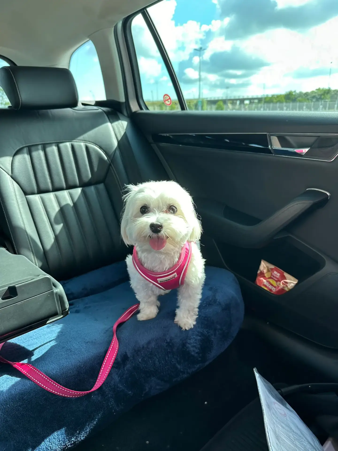 Pet Transport Amsterdam to UK