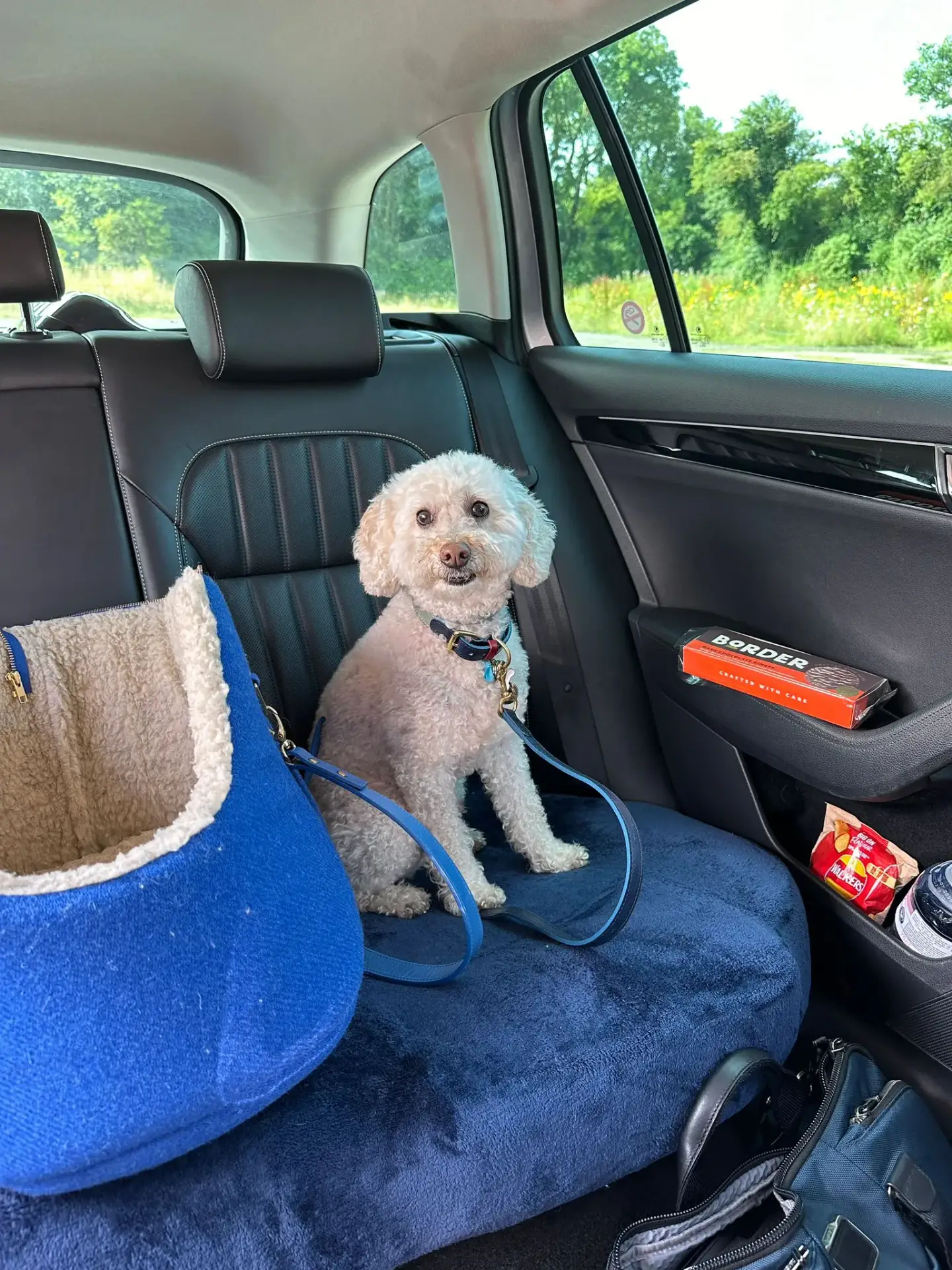 Pet Relocation Amsterdam to UK