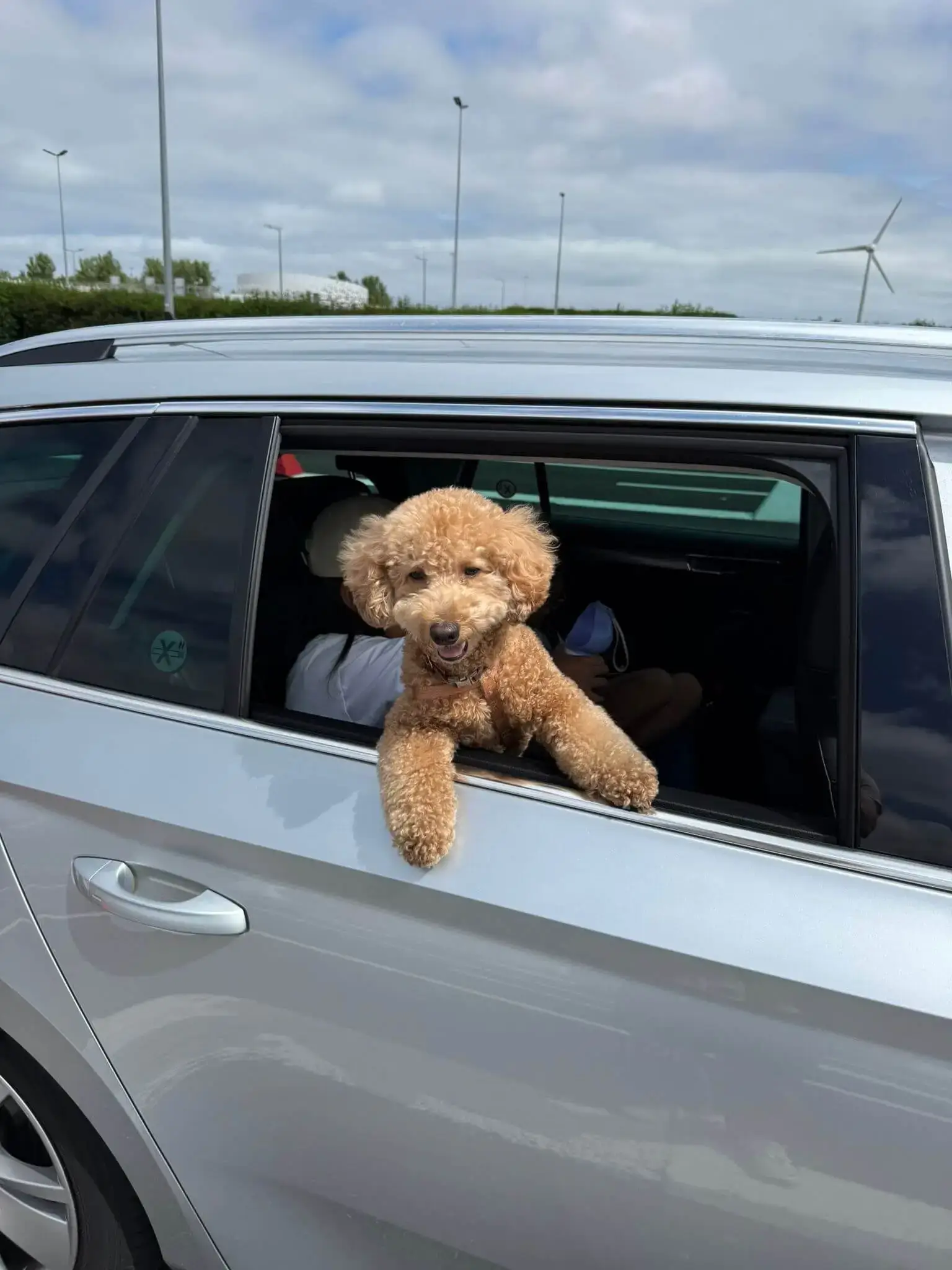 Pet Taxi Paris to England