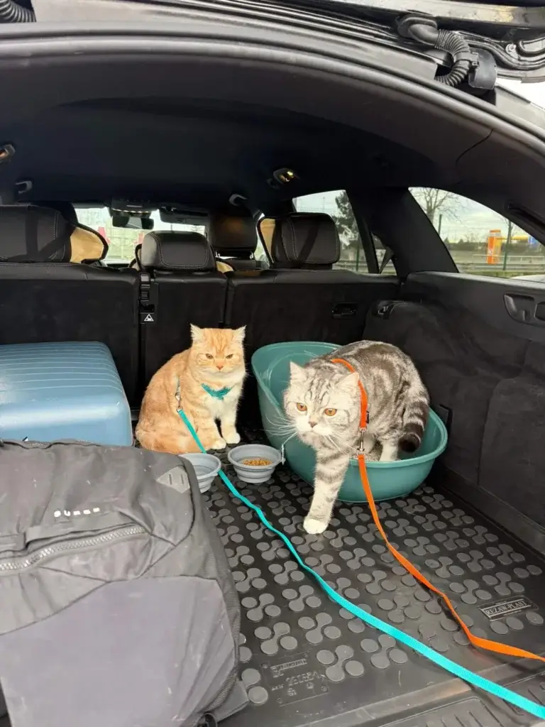 Pet Taxi from Paris Airport