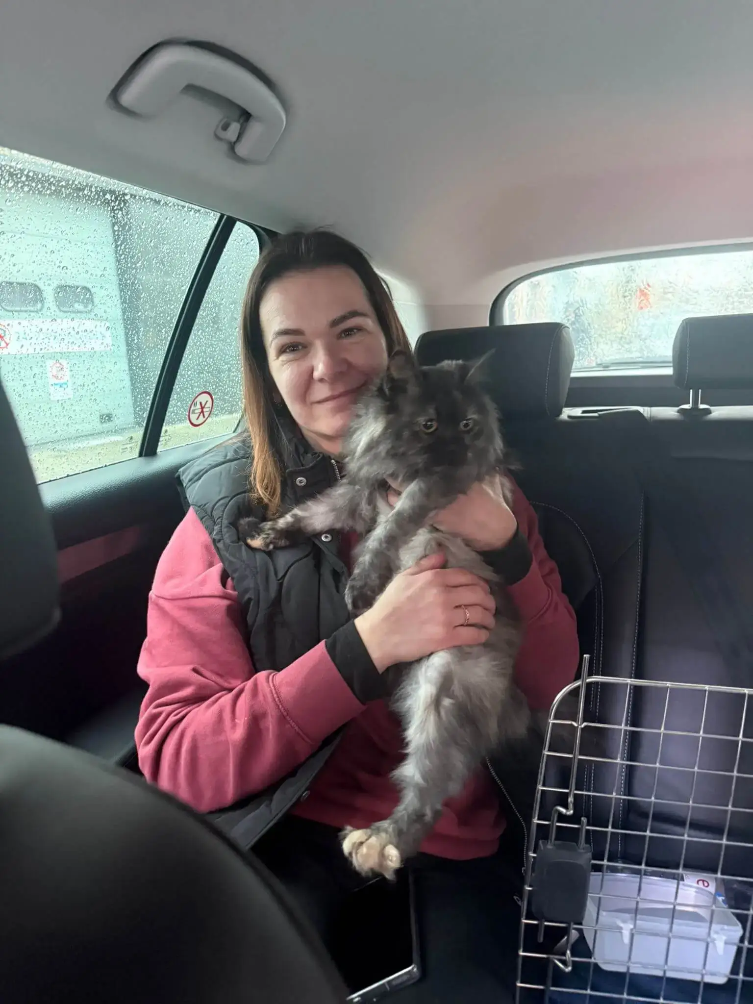 London to Antwerp with cat