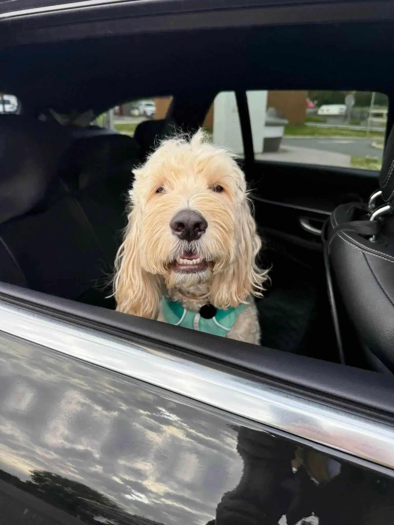 Pet taxi from Paris to London with Cashew