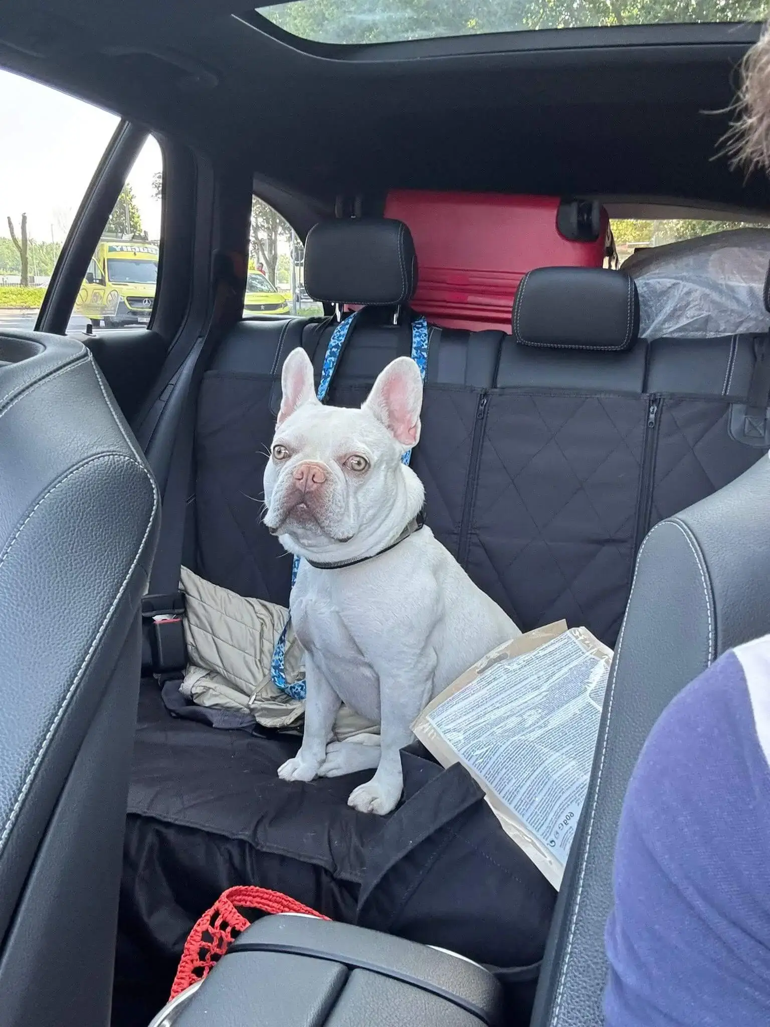 Pet Travel Amsterdam London