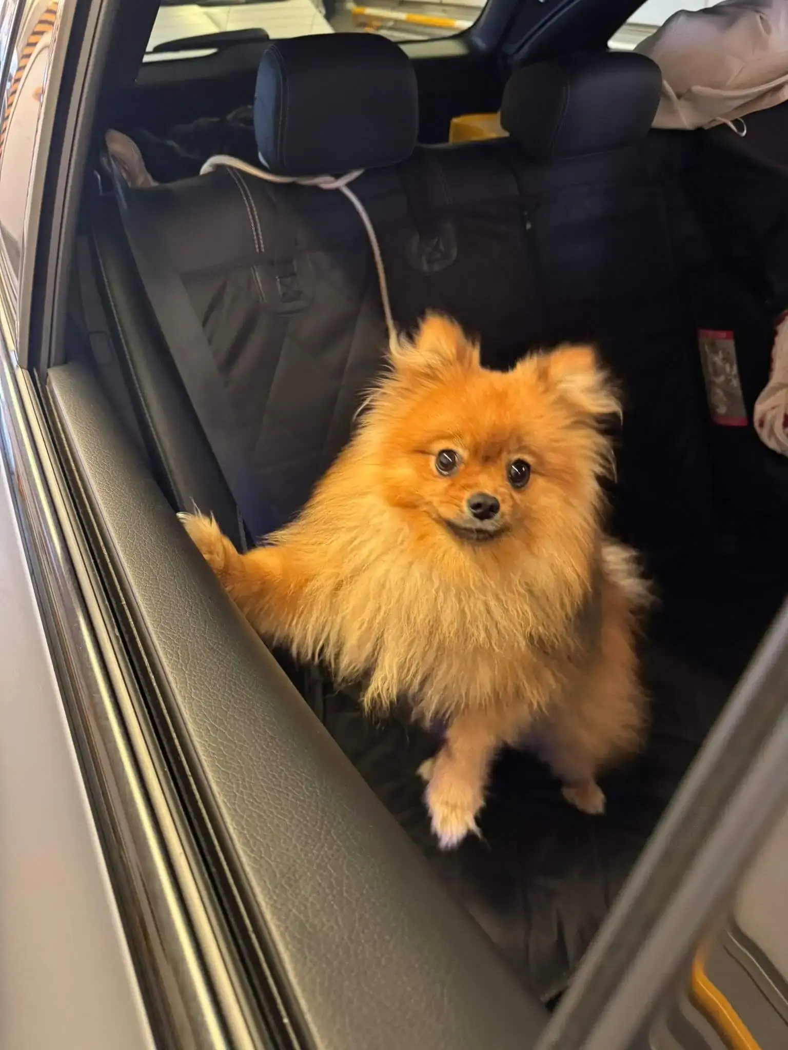 Pet Travel London Paris