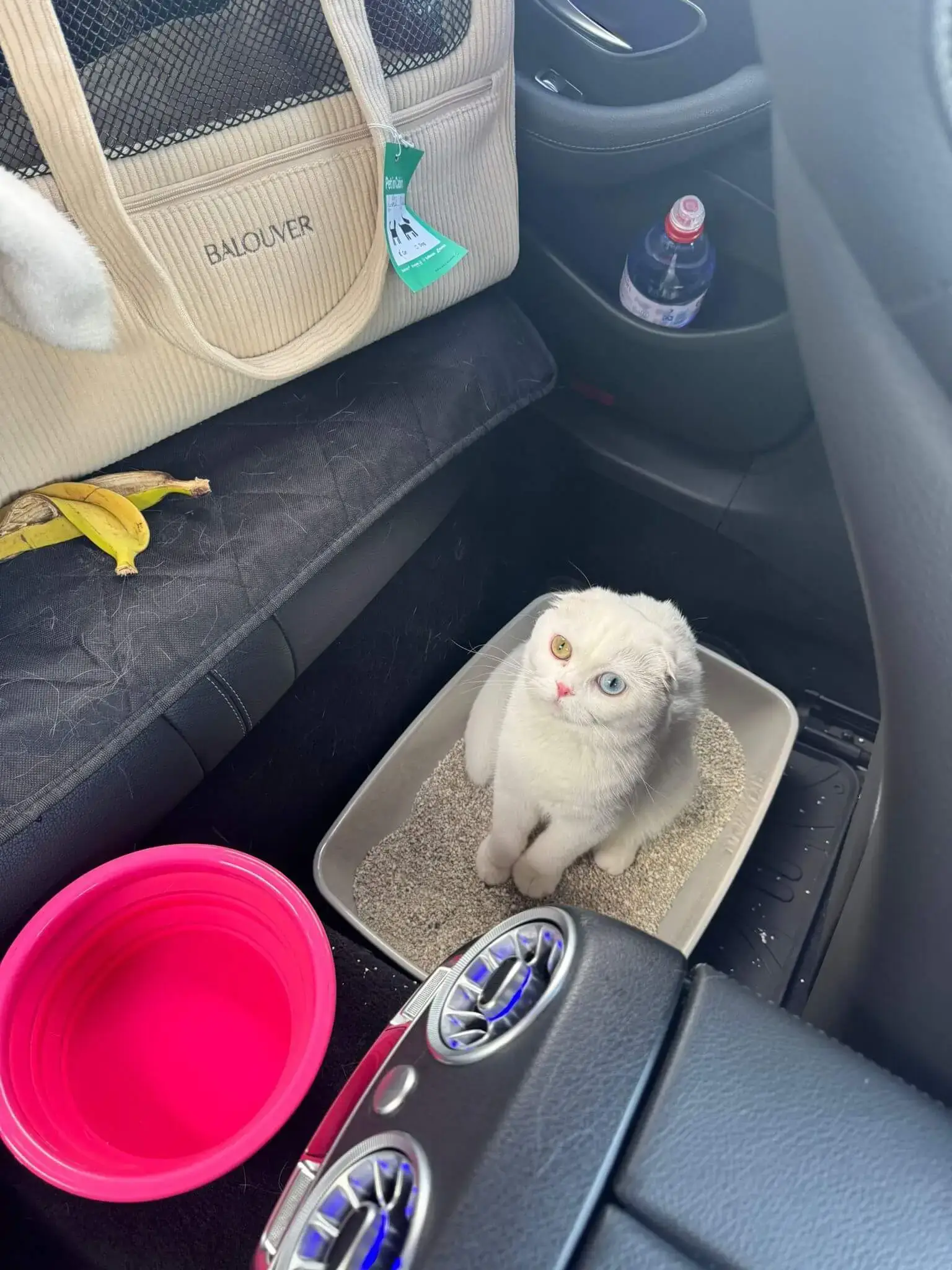 Private cat taxi paris london