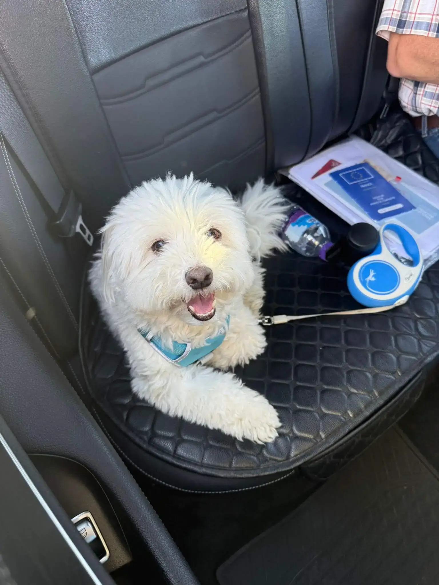 Pet taxi Paris London with Archie