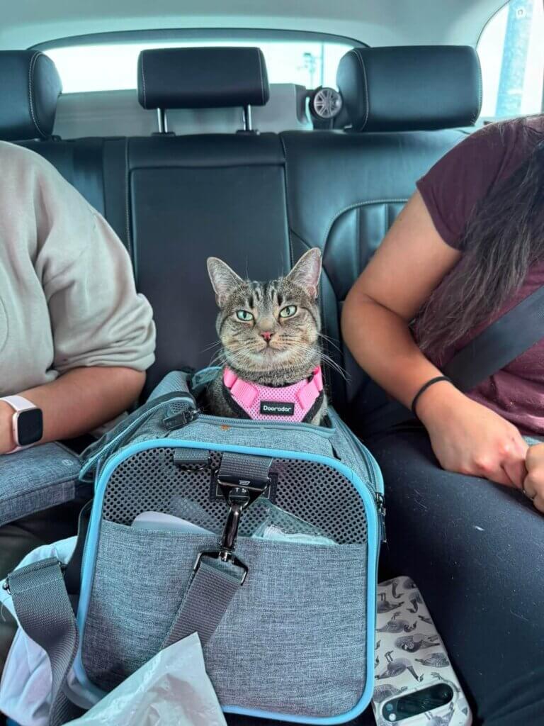 Private pet taxi Paris London