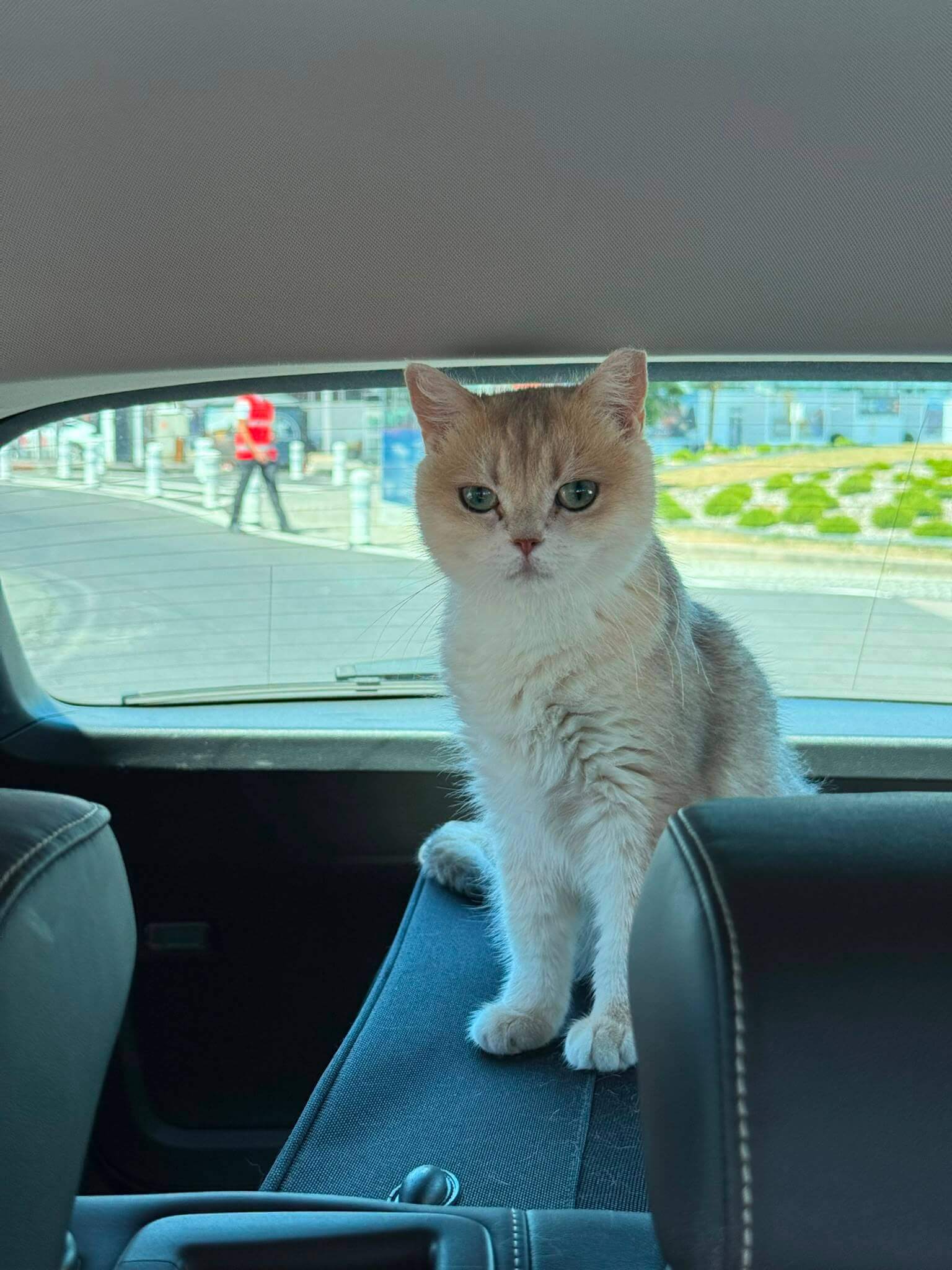 Paris Folkestone Pet Taxi