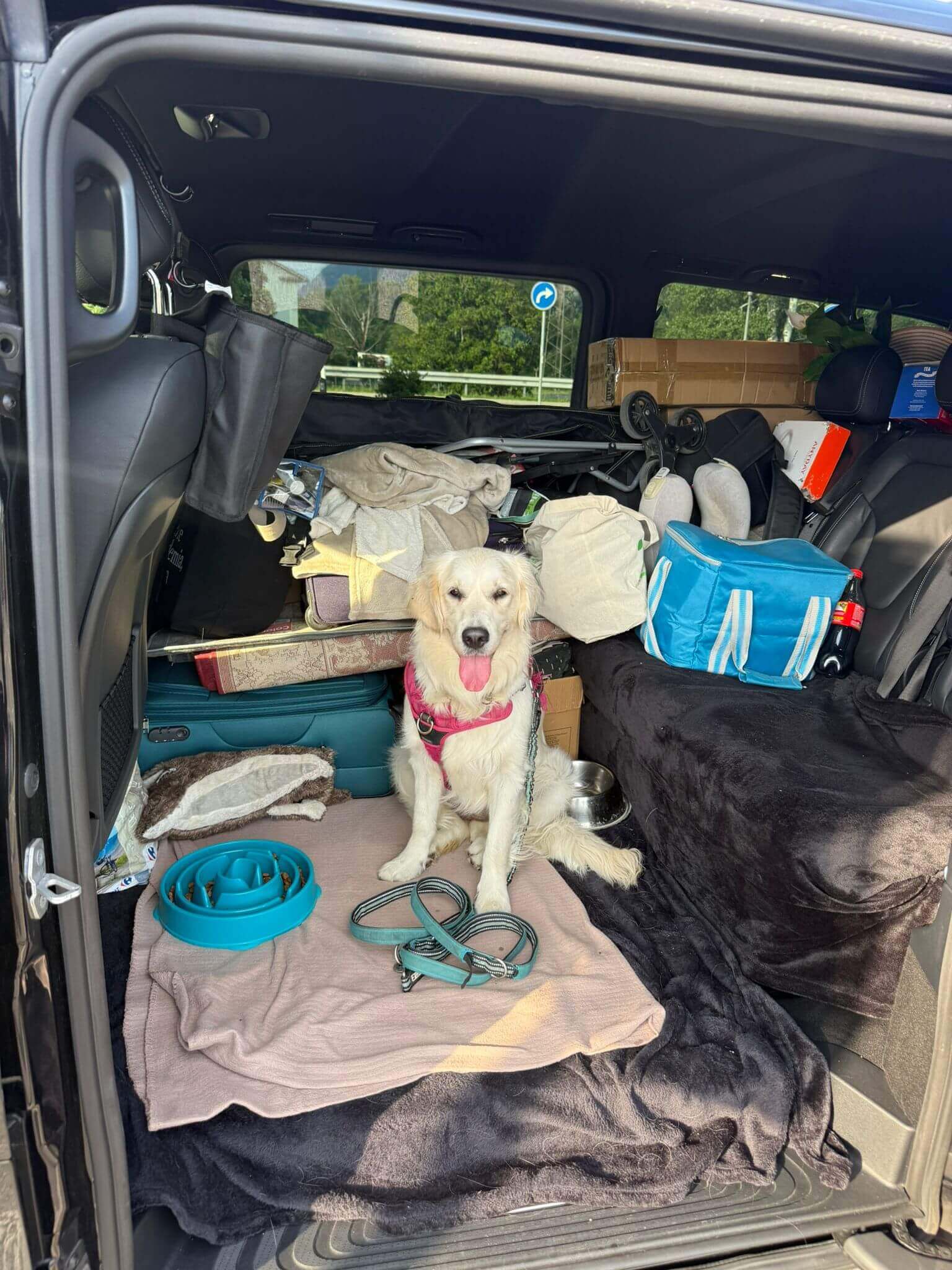 Pet Taxi Italy UK